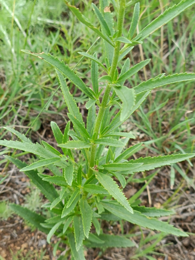 Veronica linariifolia