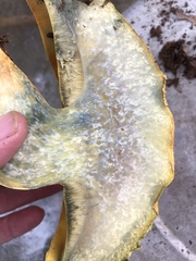 Buchwaldoboletus sphaerocephalus