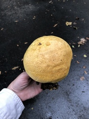 Buchwaldoboletus sphaerocephalus