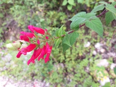 Salvia holwayi