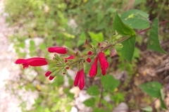 Salvia holwayi