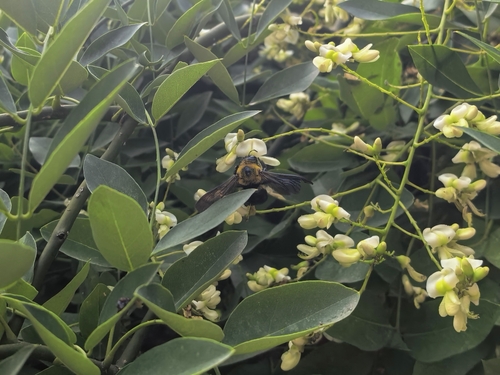 Appendiculate Carpenter Bee