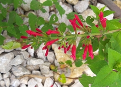 Salvia holwayi