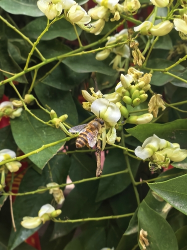 Asian Honey Bee