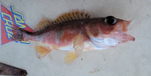 Halfbanded rockfish (Sebastes semicinctus) — Sebastidae — 2