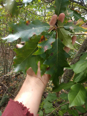 Quercus × leana
