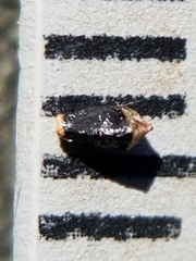 Eleocharis melanocarpa