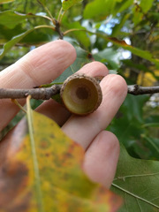 Quercus × leana
