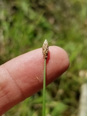 Eleocharis melanocarpa