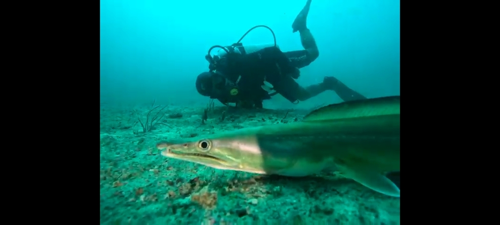 Common pike conger (Muraenesox bagio) — Muraenesocidae