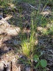 Eleocharis melanocarpa