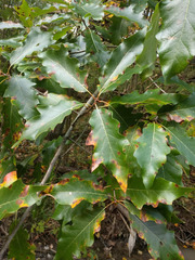 Quercus × leana