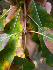 Quercus × leana