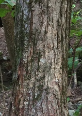 Castanea ozarkensis