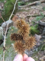 Castanea ozarkensis