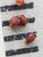 Eleocharis tricostata