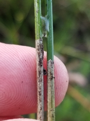 Eleocharis tricostata