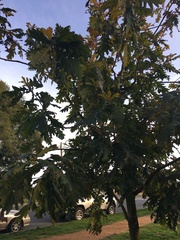 Quercus frainetto