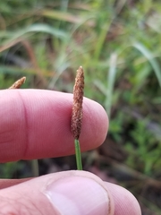 Eleocharis tricostata