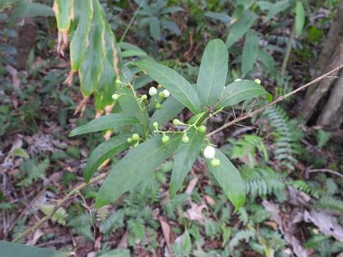 Cestrum nocturnum observed 2025-07-22