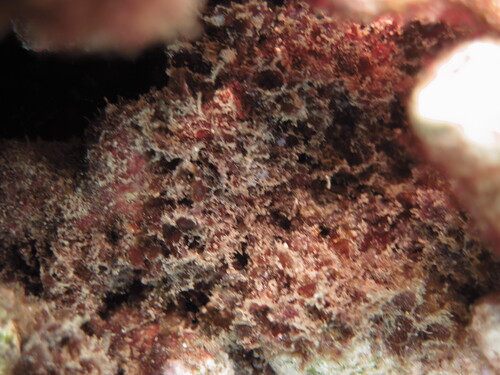 Amansia glomerata observed 2025-07-21