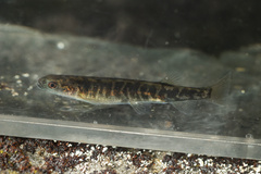 Clarence Galaxias photo 2