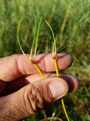 Eleocharis melanocarpa