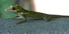 Anolis smallwoodi