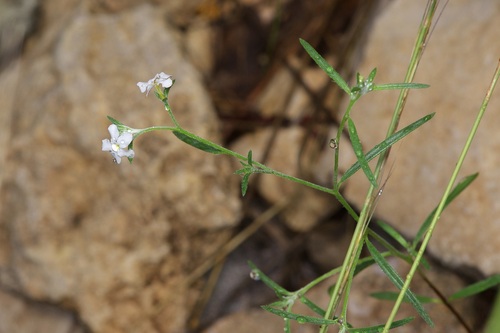 Pasture heliotrope (Euploca tenella)