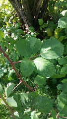 Candicantes