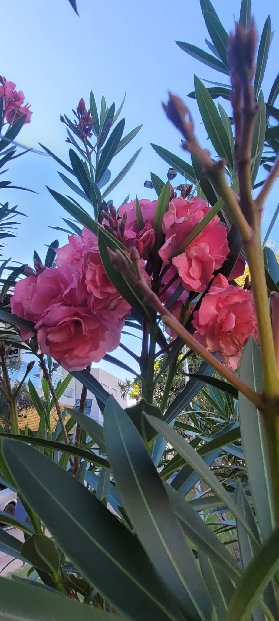 Nerium oleander