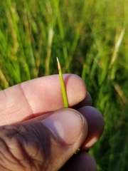 Eleocharis melanocarpa