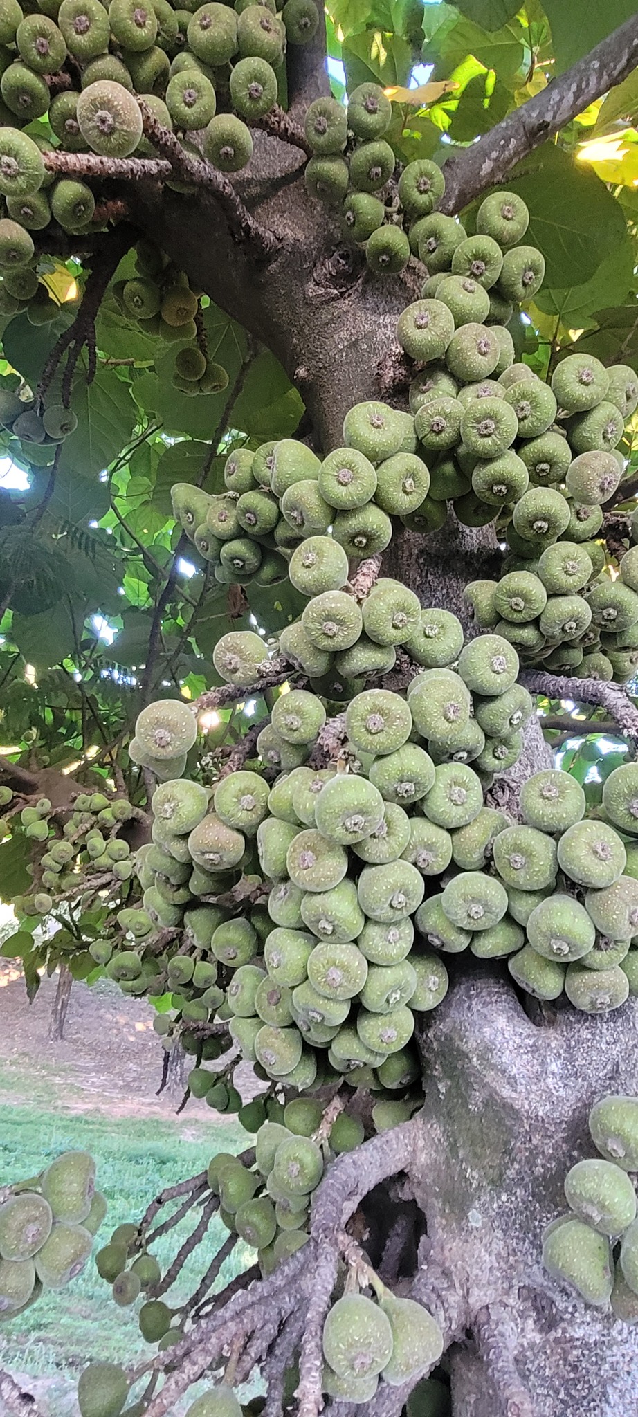 Ficus auriculata