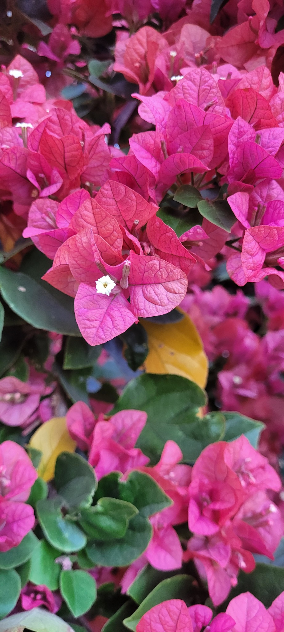 Bougainvillea glabra