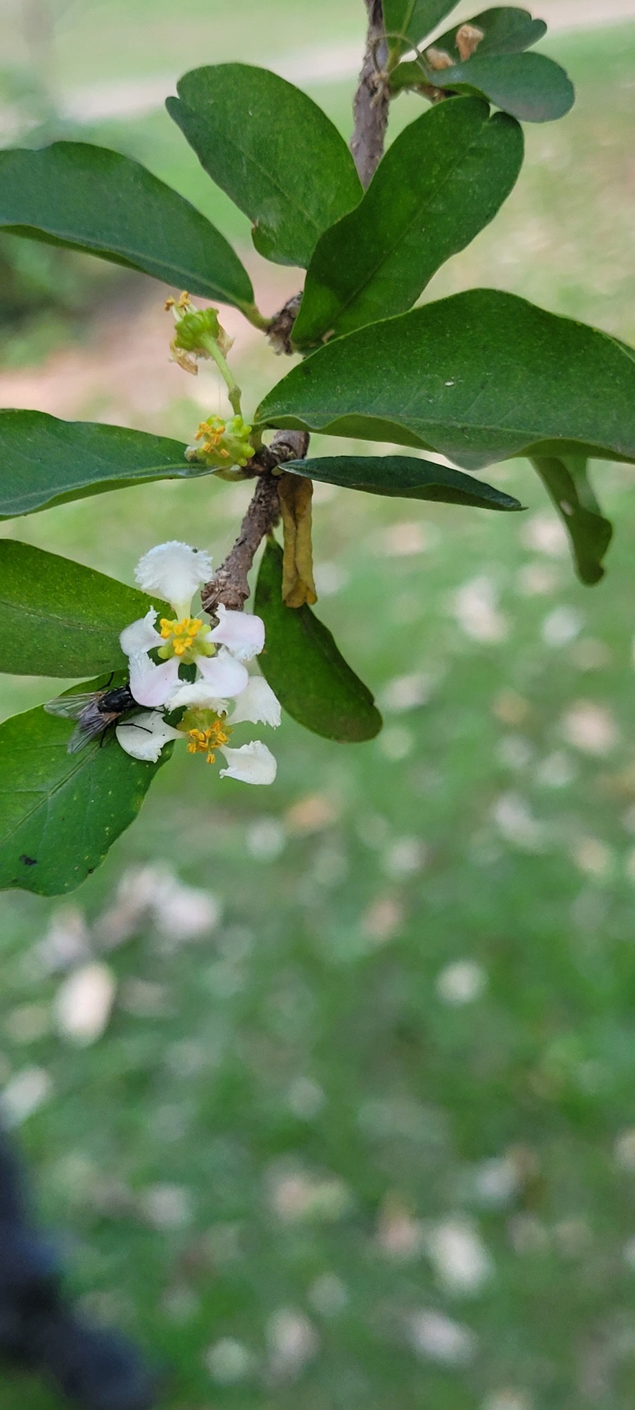Malpighia emarginata