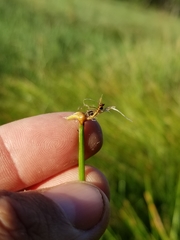 Eleocharis melanocarpa
