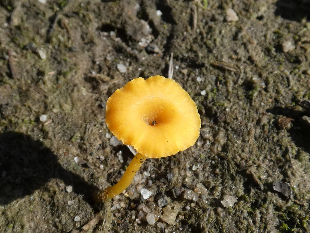 Lichenomphalia chromacea · July 2025 · photo: © specedex (iNaturalist, cc-by-nc)