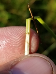 Eleocharis melanocarpa