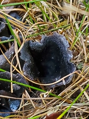 Craterellus cornucopioides