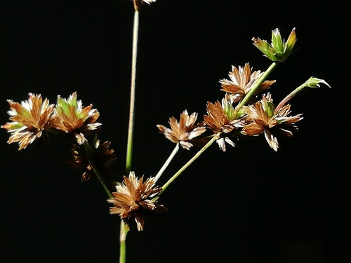 Juncus diastrophanthus iNat (2)