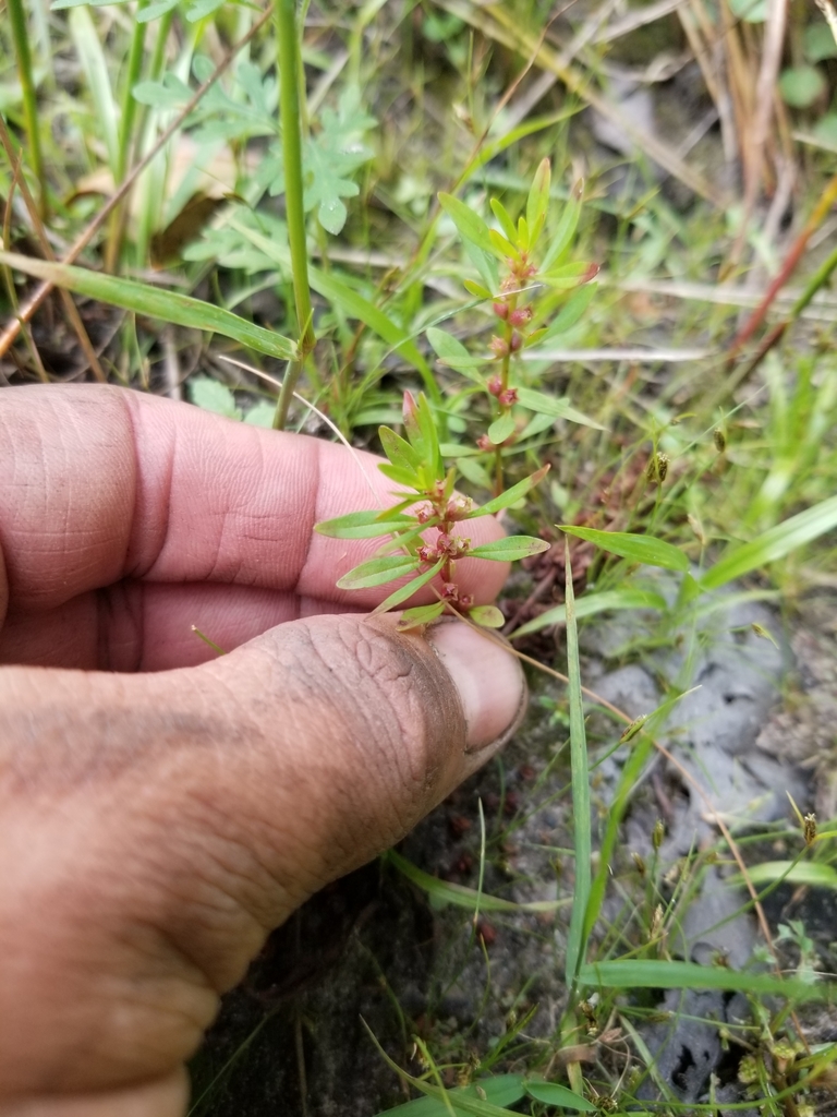 Roundleaf Toothcup Toothcup in August 2019 by Rob Routledge · iNaturalist