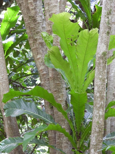 Ficus pseudopalma observed 2025-07-22