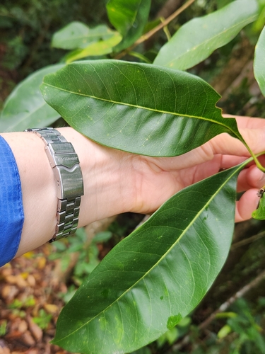 Chionanthus ramiflorus observed 2025-07-23