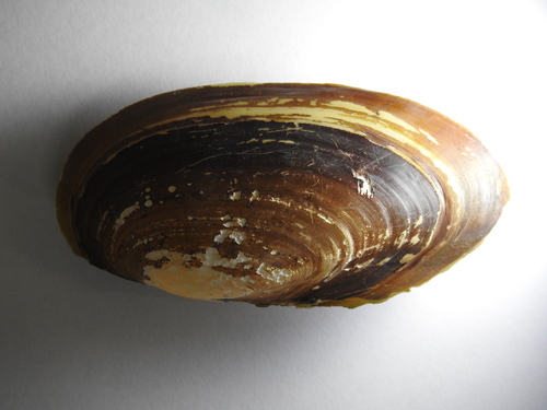Lamellidens marginalis observed 2019-06-09