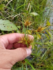 Rhynchospora macrostachya