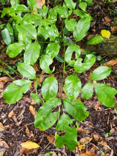 Polyscias elegans observed 2025-07-23