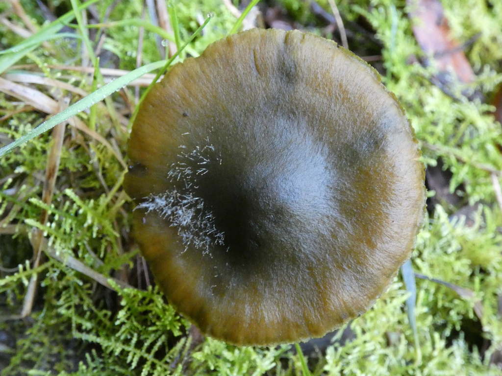 Cortinarius austrovenetus · July 2025 · photo: © specedex (iNaturalist, cc-by-nc)