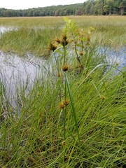 Rhynchospora macrostachya