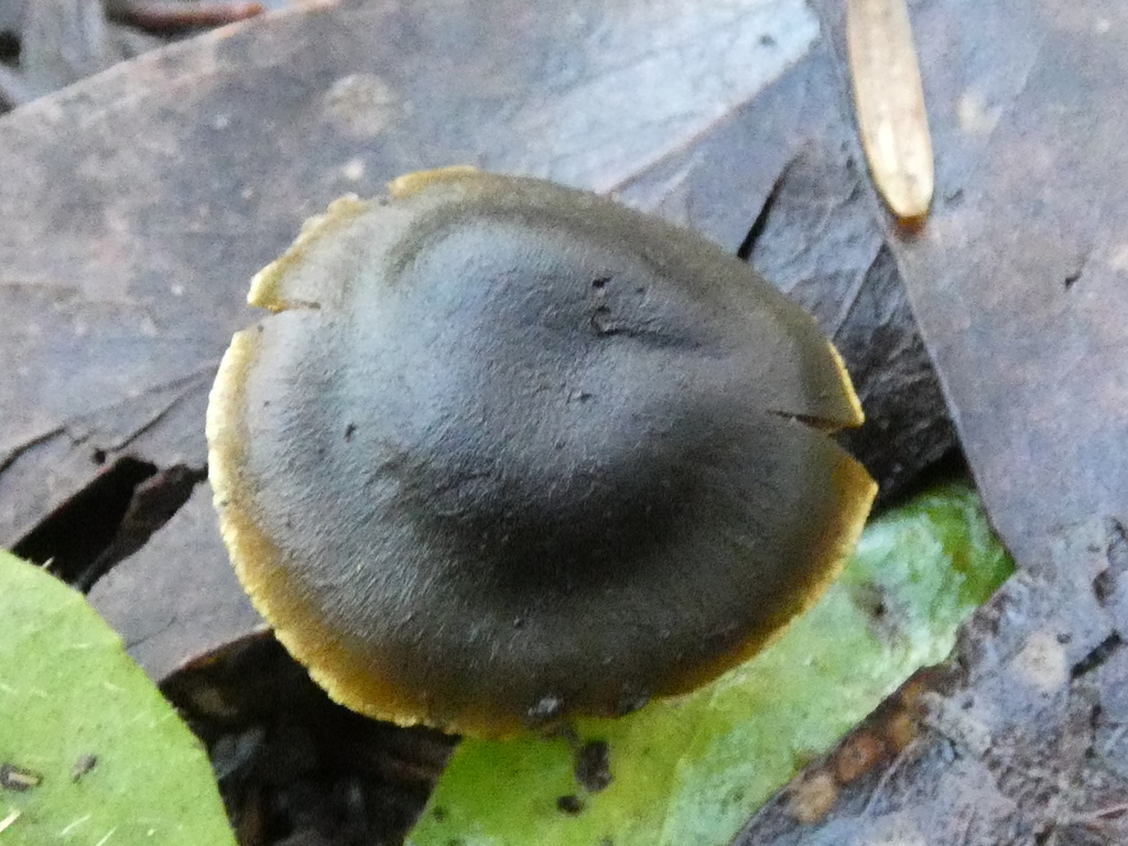 Cortinarius austrovenetus · July 2025 · photo: © specedex (iNaturalist, cc-by-nc)