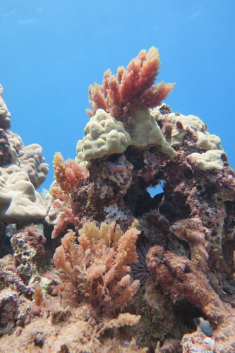Asparagopsis taxiformis observed 2025-07-21